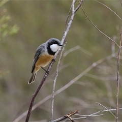 Pachycephala rufiventris at Greenway, ACT - 15 Oct 2024