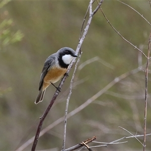 Pachycephala rufiventris at Greenway, ACT - 15 Oct 2024