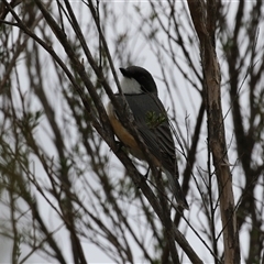 Pachycephala rufiventris at Greenway, ACT - 15 Oct 2024