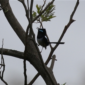 Malurus cyaneus at Kambah, ACT - 15 Oct 2024