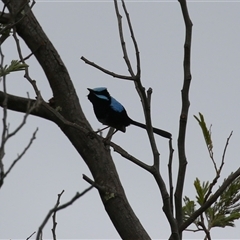 Malurus cyaneus at Kambah, ACT - 15 Oct 2024 12:06 PM