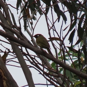 Nesoptilotis leucotis at Greenway, ACT - 15 Oct 2024