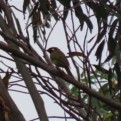 Nesoptilotis leucotis (White-eared Honeyeater) at Greenway, ACT - 15 Oct 2024 by RodDeb