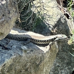 Eulamprus quoyii (Eastern Water Skink) at Barrengarry, NSW - 16 Oct 2024 by lbradley