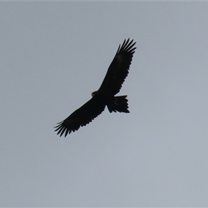 Aquila audax at Kambah, ACT - 15 Oct 2024 12:22 PM