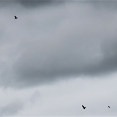 Aquila audax at Kambah, ACT - 15 Oct 2024 12:22 PM