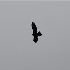 Aquila audax at Kambah, ACT - 15 Oct 2024 12:22 PM