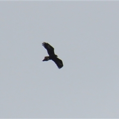 Aquila audax at Kambah, ACT - 15 Oct 2024 12:22 PM