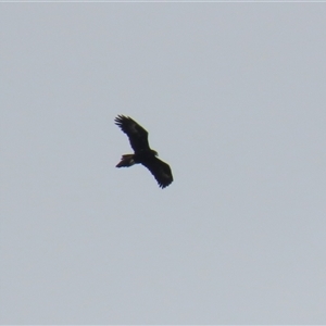 Aquila audax at Kambah, ACT - 15 Oct 2024 12:22 PM