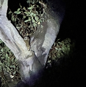 Ninox boobook at Symonston, ACT - 16 Oct 2024 08:26 PM