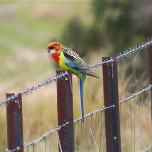 Platycercus eximius at Kambah, ACT - 15 Oct 2024 01:50 PM