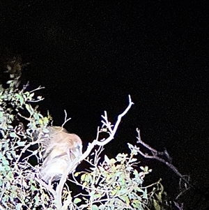 Ninox boobook at Symonston, ACT - 16 Oct 2024 08:31 PM