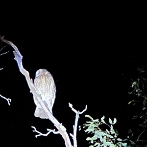 Ninox boobook at Symonston, ACT - 16 Oct 2024 08:31 PM