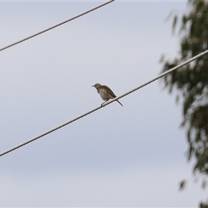 Anthus australis at Kambah, ACT - 15 Oct 2024 02:06 PM