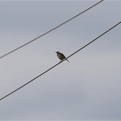 Anthus australis at Kambah, ACT - 15 Oct 2024 02:06 PM