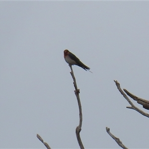 Hirundo neoxena at Kambah, ACT - 15 Oct 2024