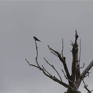 Hirundo neoxena at Kambah, ACT - 15 Oct 2024 02:00 PM