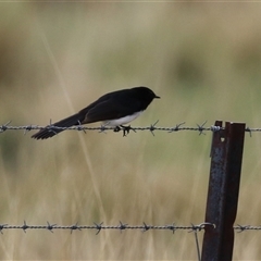 Rhipidura leucophrys (Willie Wagtail) at Kambah, ACT - 15 Oct 2024 by RodDeb