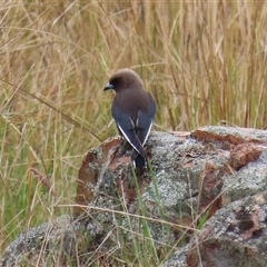 Artamus cyanopterus cyanopterus (Dusky Woodswallow) at Kambah, ACT - 15 Oct 2024 by RodDeb