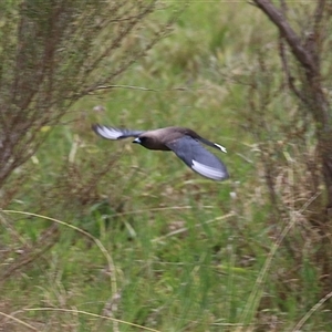 Artamus cyanopterus at Kambah, ACT - 15 Oct 2024 01:58 PM