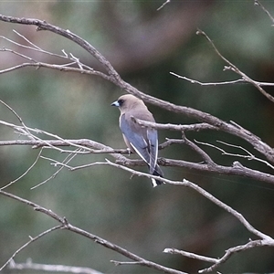 Artamus cyanopterus at Kambah, ACT - 15 Oct 2024