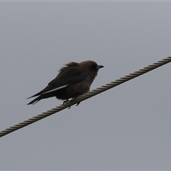 Artamus cyanopterus at Kambah, ACT - 15 Oct 2024