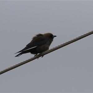 Artamus cyanopterus at Kambah, ACT - 15 Oct 2024 01:58 PM