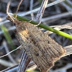 Crambidae sp. (family) at Tantawangalo, NSW - 9 Oct 2024 by Pirom