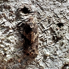 Isochorista melanocrypta (Isochorista melanocrypta) at Tantawangalo, NSW - 8 Oct 2024 by Pirom