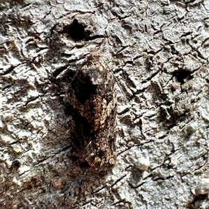 Isochorista melanocrypta at Tantawangalo, NSW - 8 Oct 2024