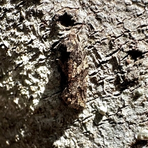 Isochorista melanocrypta at Tantawangalo, NSW - 8 Oct 2024 02:30 PM