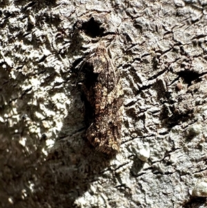 Isochorista melanocrypta at Tantawangalo, NSW - 8 Oct 2024