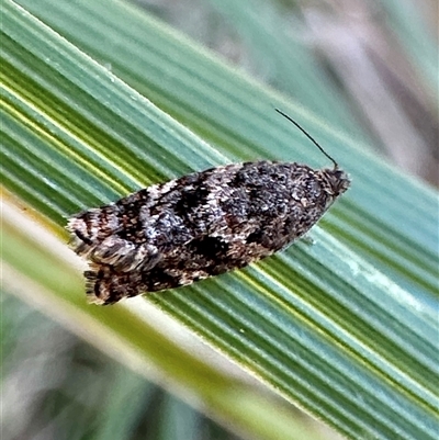 Isochorista pumicosa (A Tortricid moth) at Glen Allen, NSW - 9 Oct 2024 by Pirom