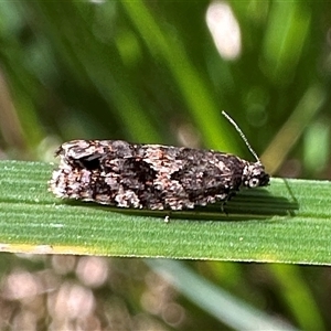 Isochorista pumicosa at Glen Allen, NSW - 9 Oct 2024