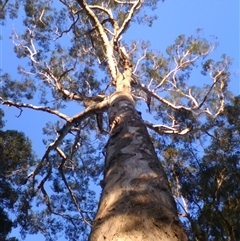 Eucalyptus bosistoana (Coastal Grey Box) at Noorinbee, VIC - 3 Aug 2009 by JasonPStewartNMsnc2016