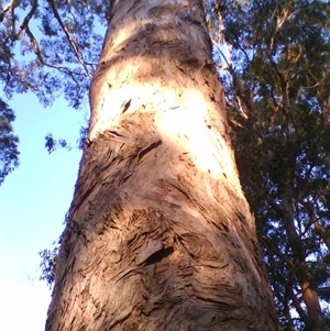 Eucalyptus bosistoana at Noorinbee, VIC - 3 Aug 2009