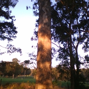 Eucalyptus bosistoana at Noorinbee, VIC - 3 Aug 2009