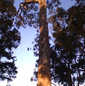 Eucalyptus bosistoana at Noorinbee, VIC - 3 Aug 2009