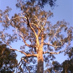 Eucalyptus bosistoana at Noorinbee, VIC - 3 Aug 2009 04:49 PM