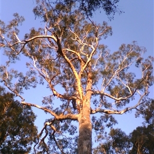 Eucalyptus bosistoana at Noorinbee, VIC - 3 Aug 2009