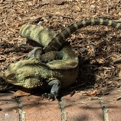 Intellagama lesueurii howittii (Gippsland Water Dragon) at Acton, ACT - 16 Oct 2024 by HelenCross