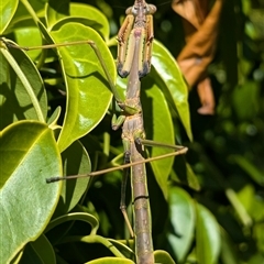 Archimantis sp. (genus) (Large Brown Mantis) at Acton, ACT - 16 Oct 2024 by HelenCross