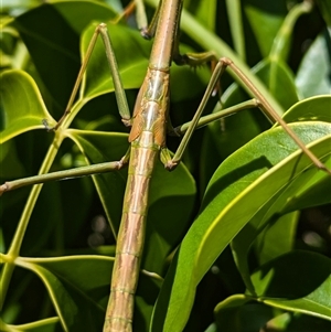 Archimantis sp. (genus) at Acton, ACT - 16 Oct 2024 11:02 AM