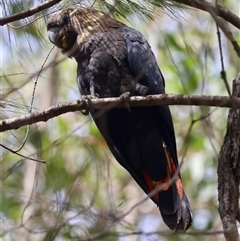 Calyptorhynchus lathami lathami (Glossy Black-Cockatoo) at Moruya, NSW - 29 Sep 2024 by LisaH