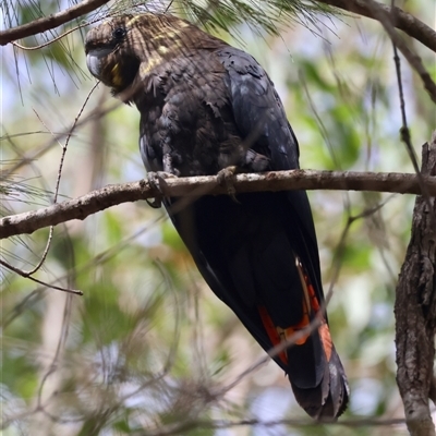 Calyptorhynchus lathami lathami (Glossy Black-Cockatoo) at Moruya, NSW - 29 Sep 2024 by LisaH