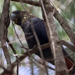 Calyptorhynchus lathami lathami at Moruya, NSW - suppressed