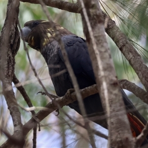 Calyptorhynchus lathami lathami at Moruya, NSW - suppressed