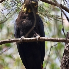 Calyptorhynchus lathami lathami at Moruya, NSW - suppressed