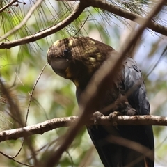 Calyptorhynchus lathami lathami at Moruya, NSW - suppressed