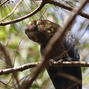 Calyptorhynchus lathami lathami at Moruya, NSW - suppressed